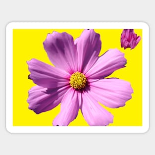 Pink Cosmos Daisy Flower on Yellow Sticker